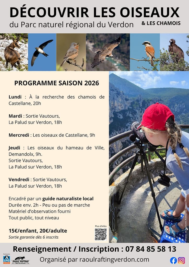 voir-vautours-oiseaux-verdon